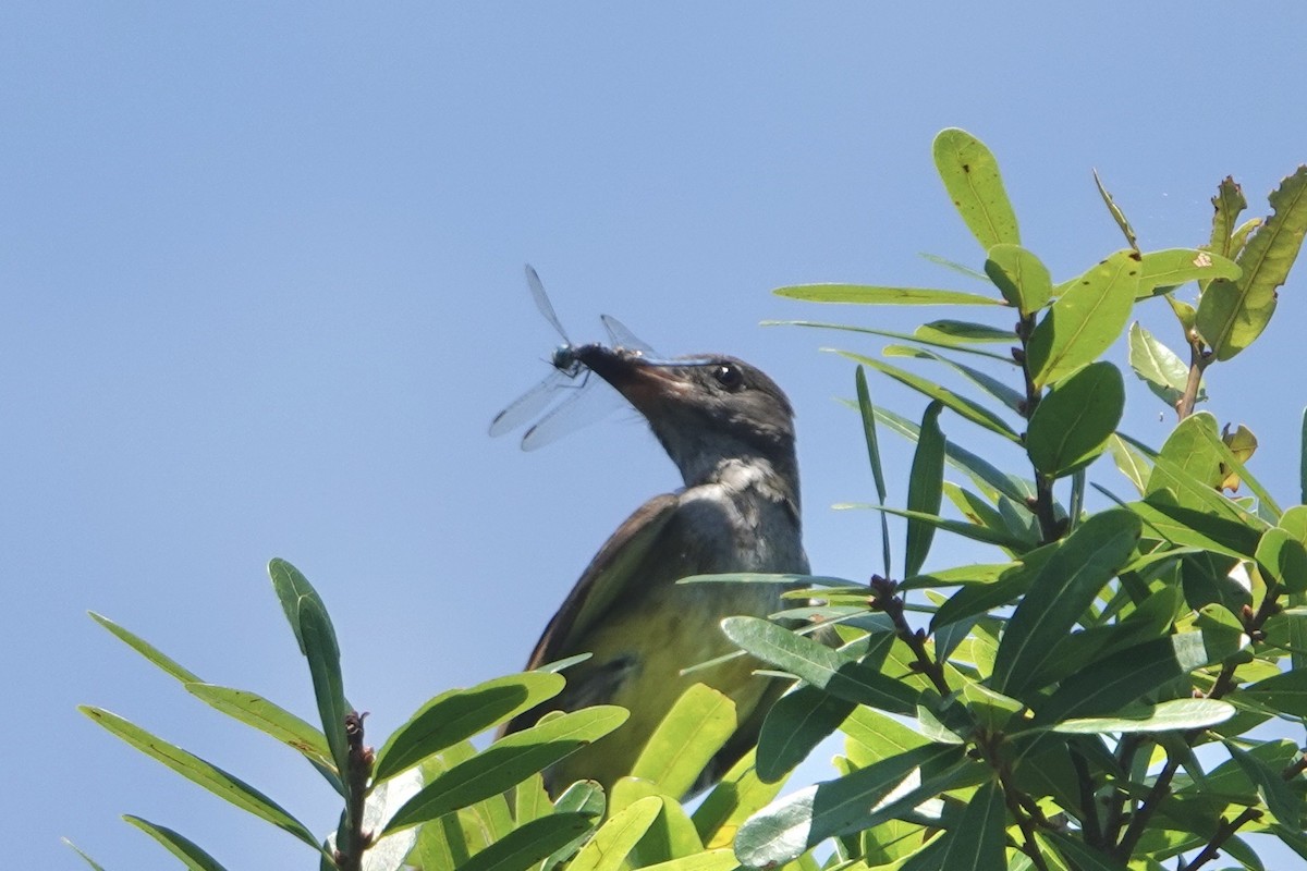 Great Crested Flycatcher - Alena Capek