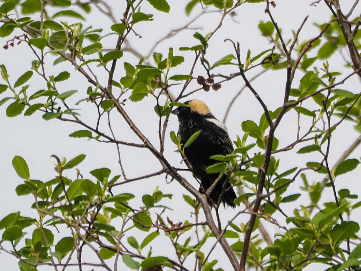 Bobolink - Angela MacDonald