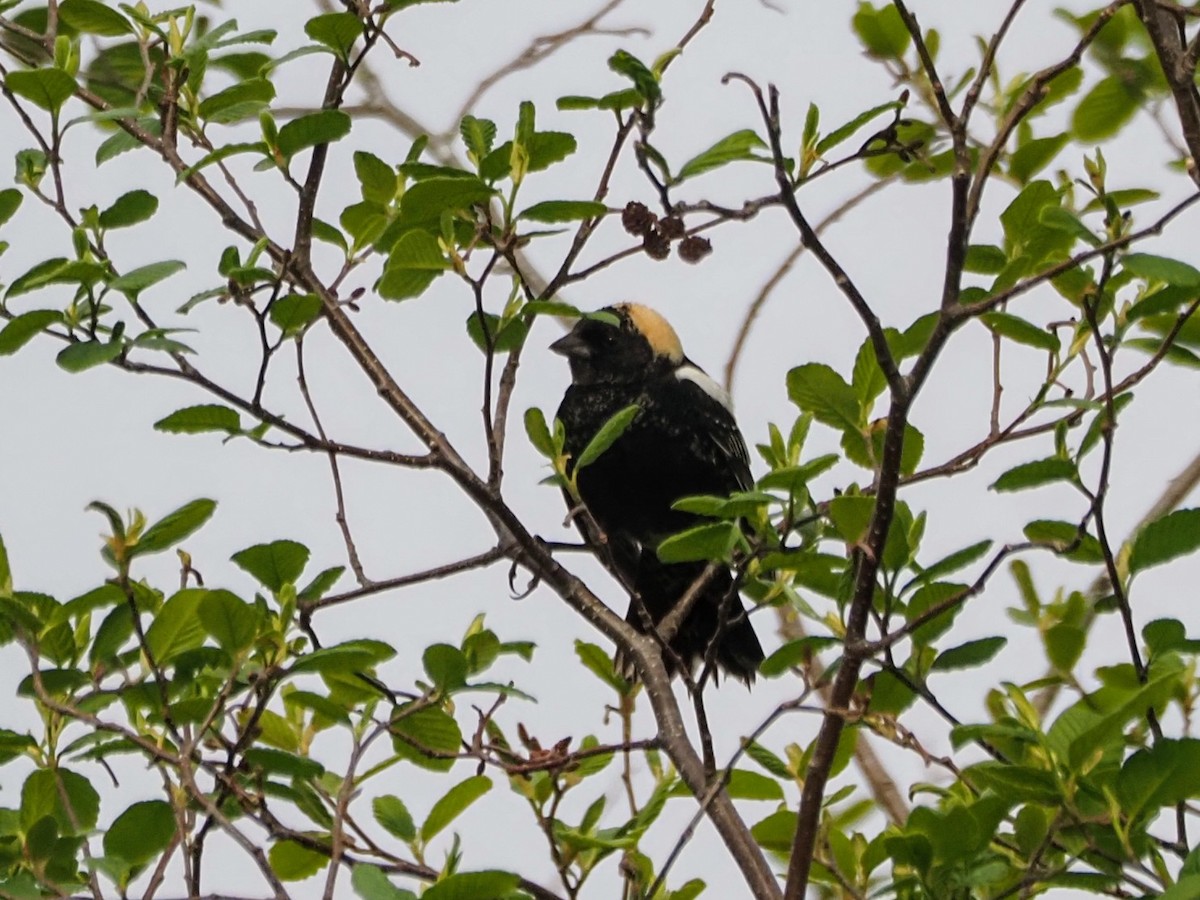 Bobolink - Angela MacDonald