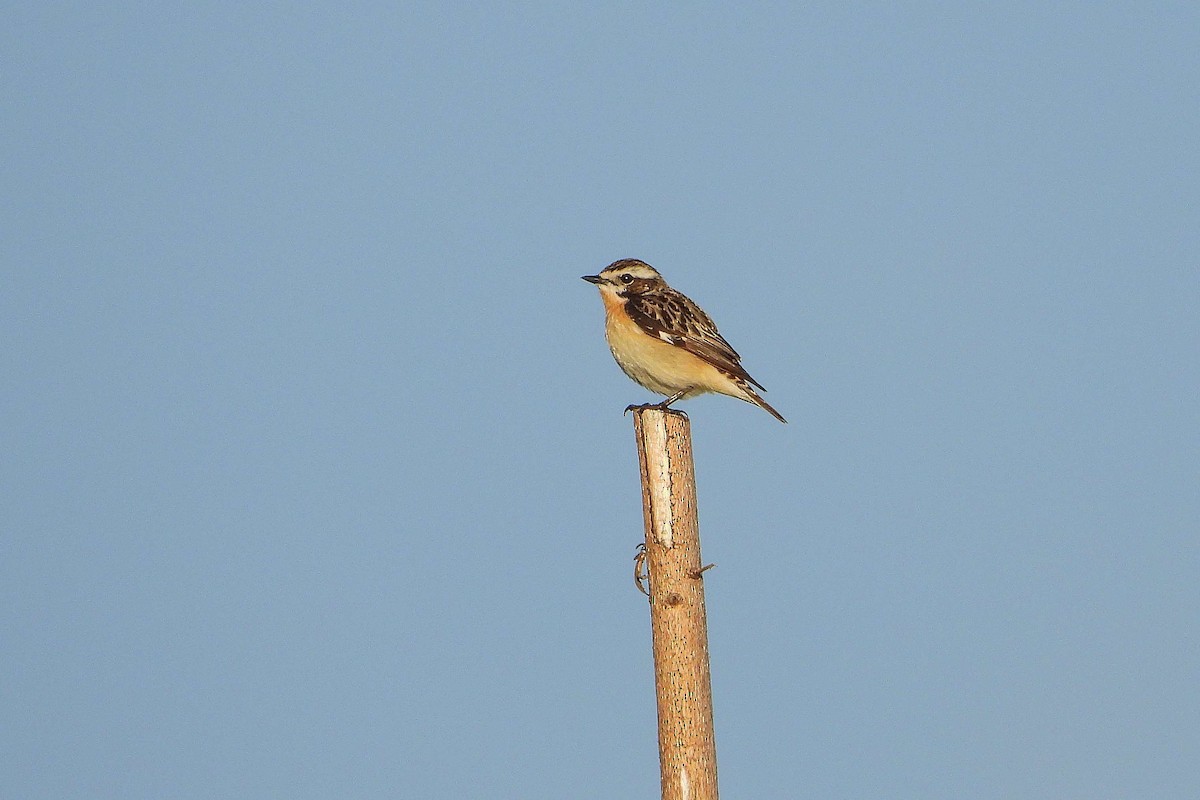 Whinchat - Vladislav Železný