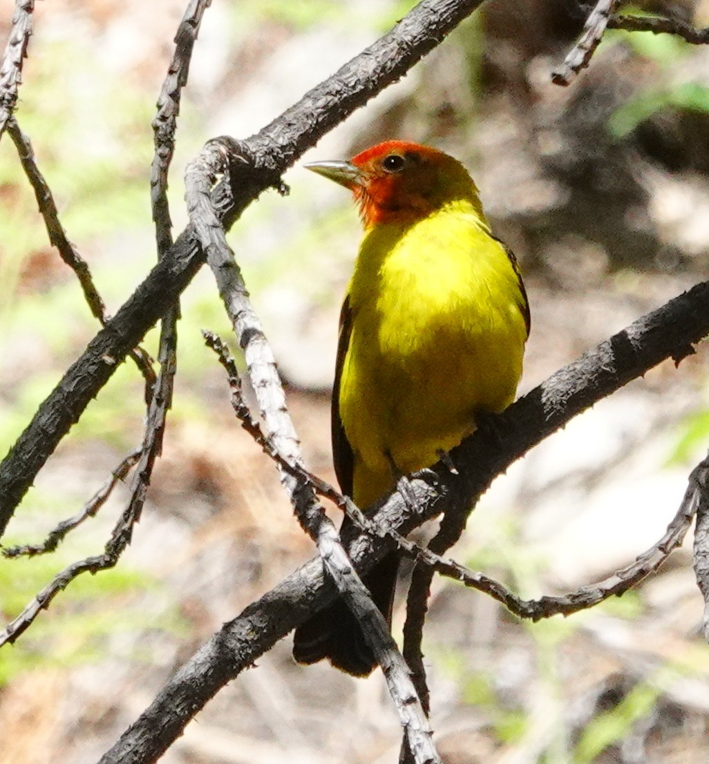 Western Tanager - Deanna MacPhail