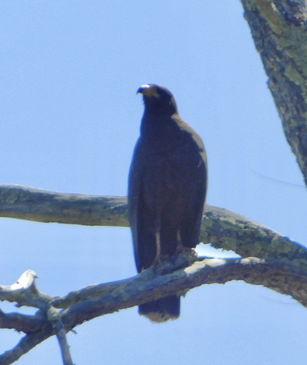Common Black Hawk (Common) - ML619582405