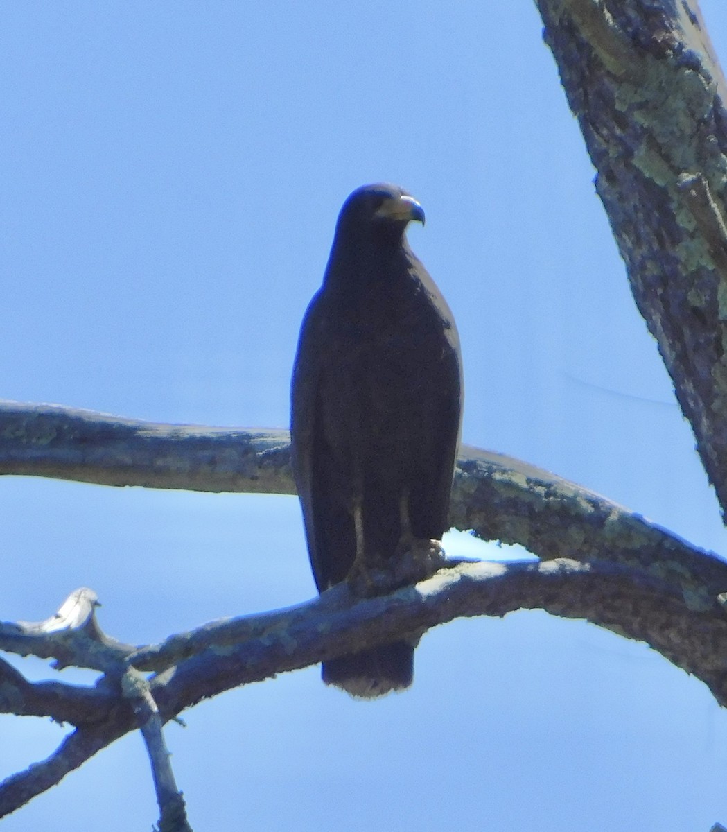 Common Black Hawk (Common) - Eric Hough