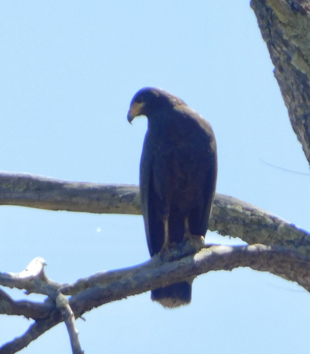 káně tmavá (ssp. anthracinus/utilensis) - ML619582407