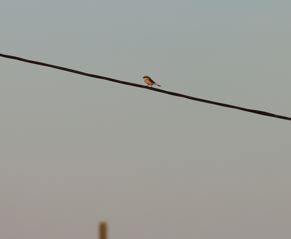 Red-backed Shrike - ML619582408