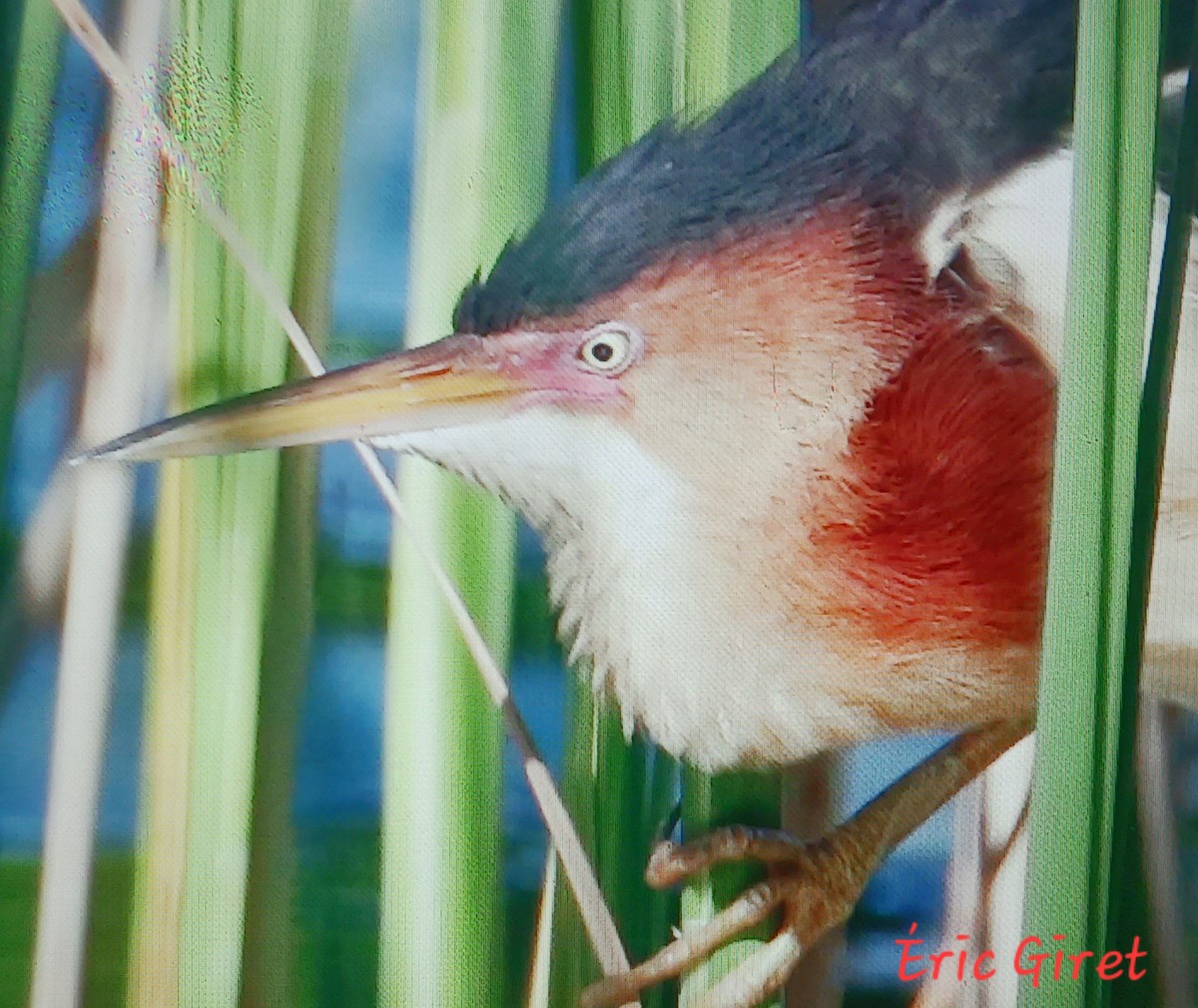 Least Bittern - Éric giret