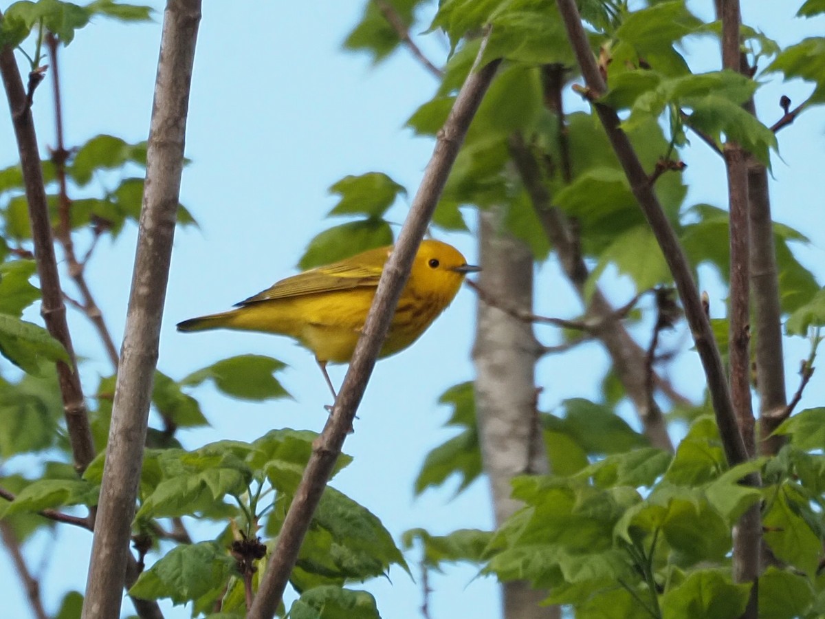 Yellow Warbler - Angela MacDonald