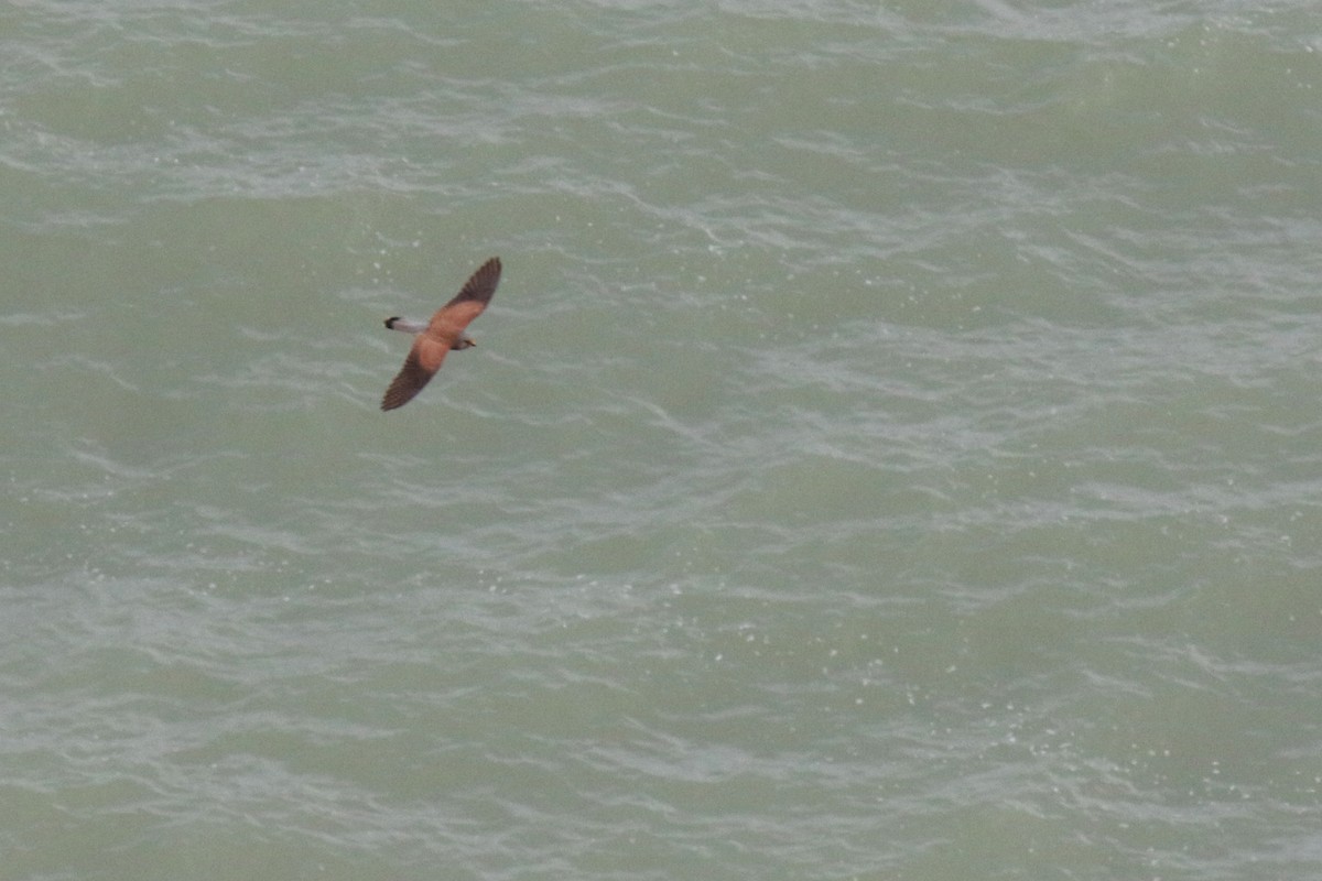 Eurasian Kestrel - Tom Ensom