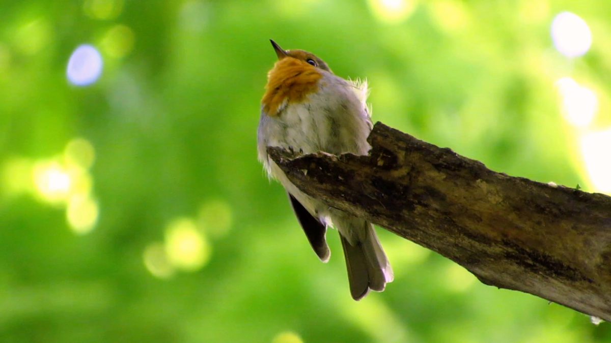 European Robin - Valentina Semenets