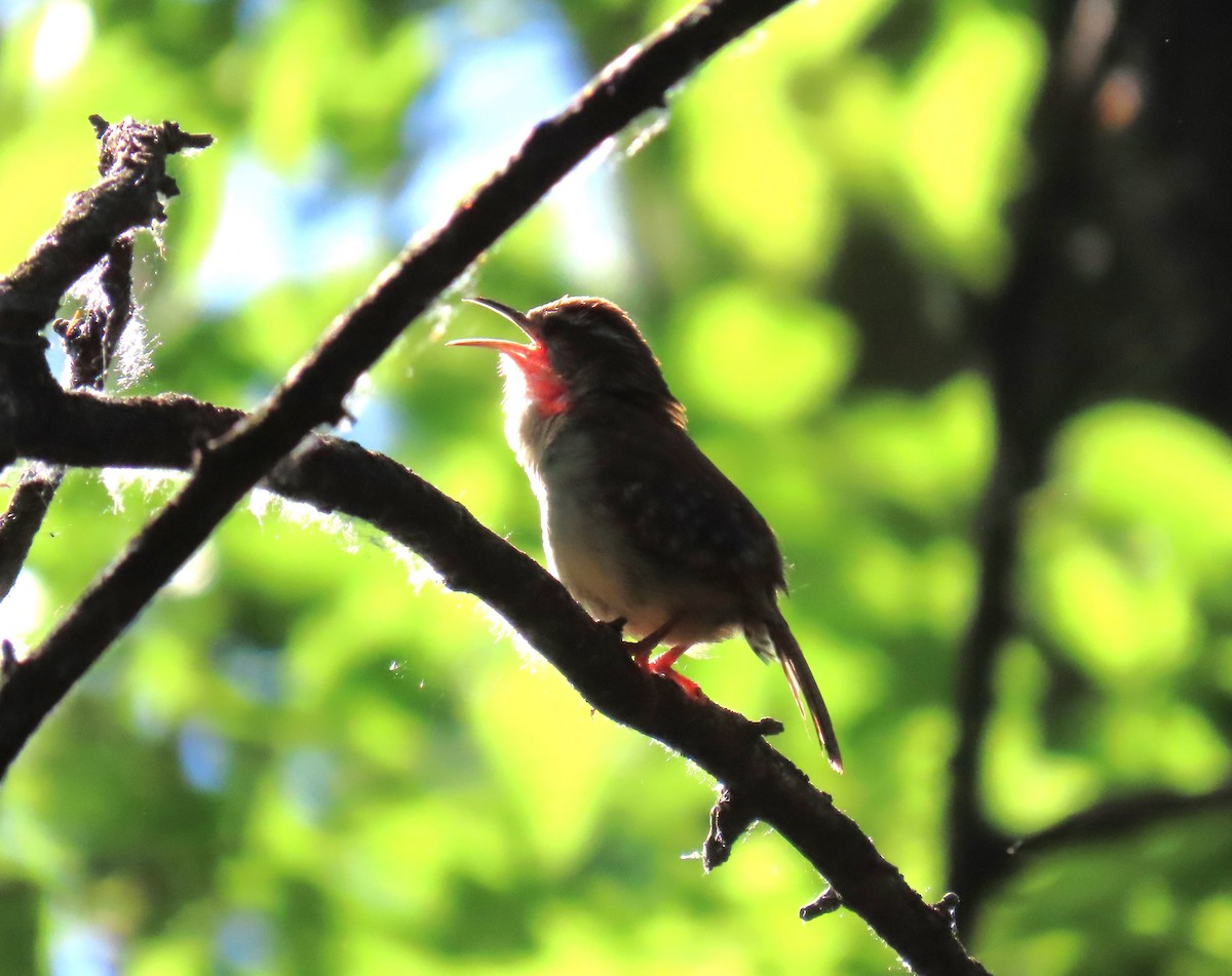 Carolina Wren - ML619582419