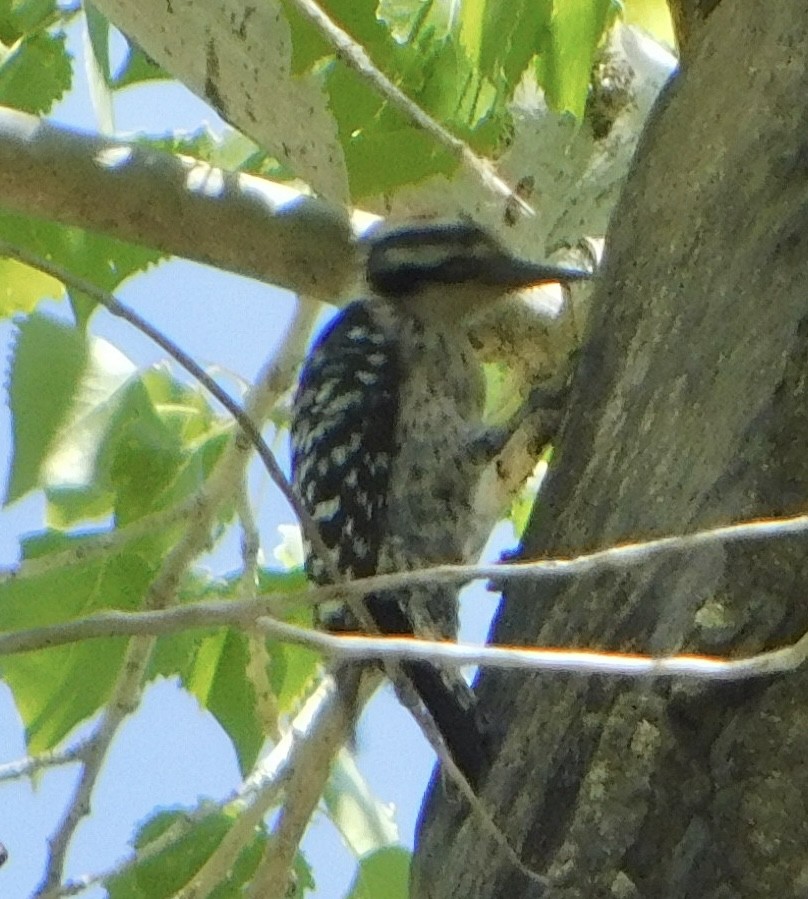 Ladder-backed Woodpecker - Eric Hough