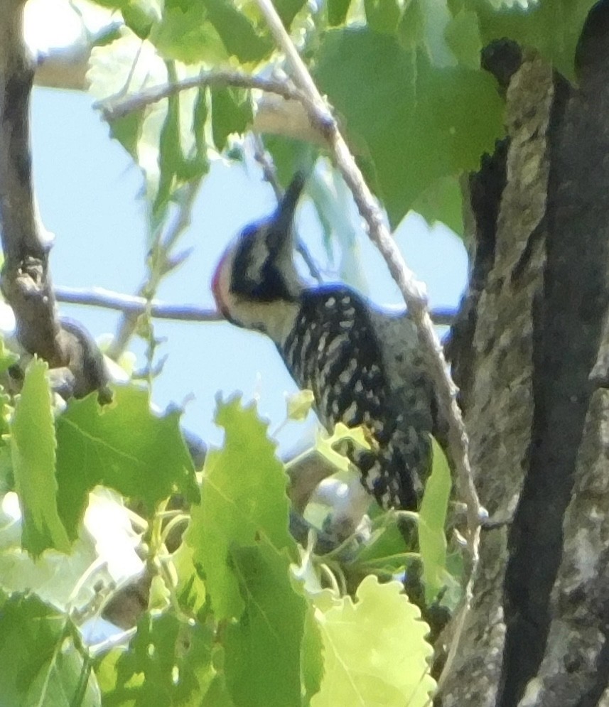 Ladder-backed Woodpecker - Eric Hough