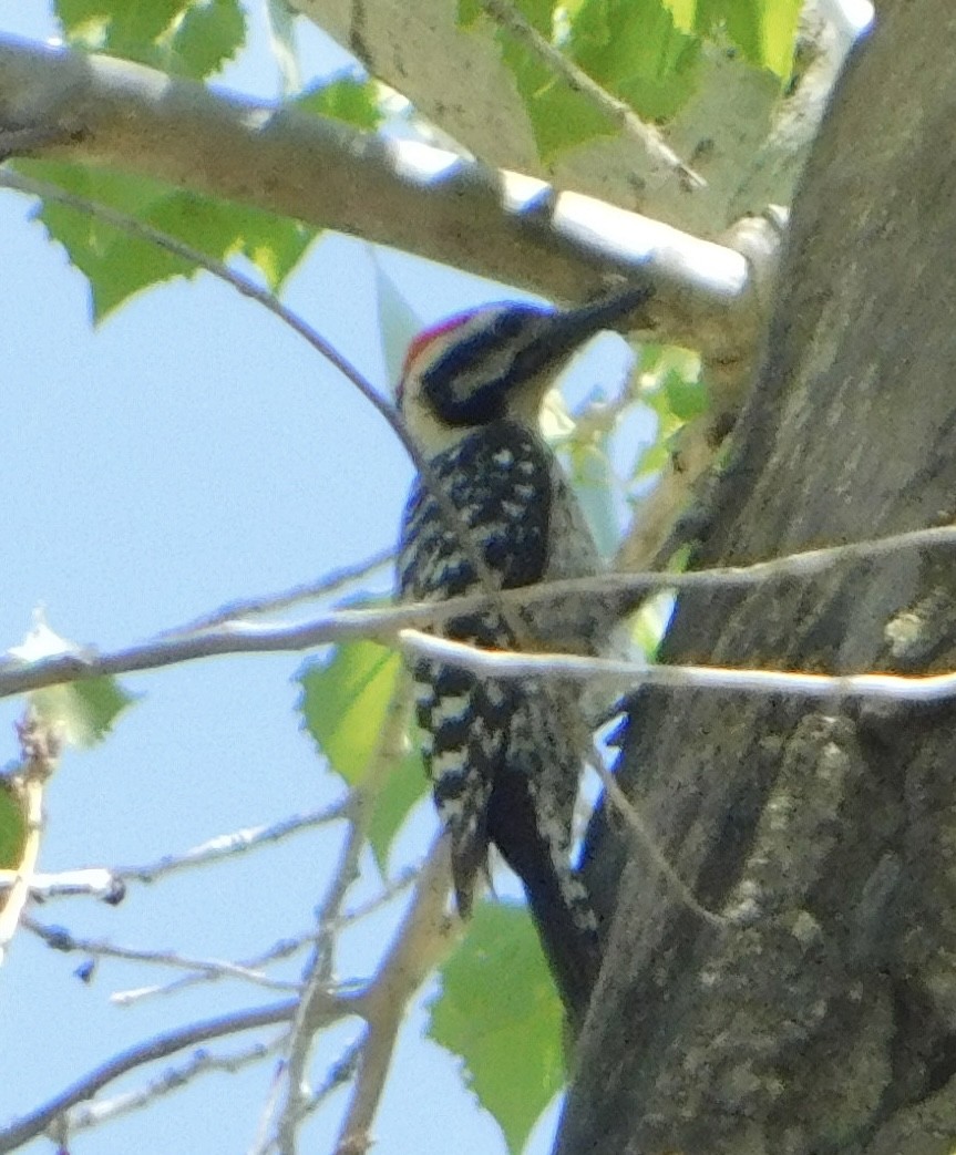 Ladder-backed Woodpecker - Eric Hough