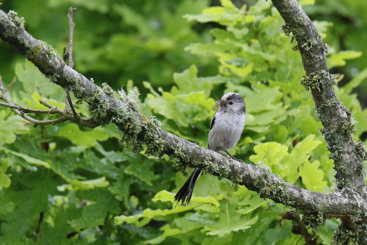 Long-tailed Tit - Tom Ensom