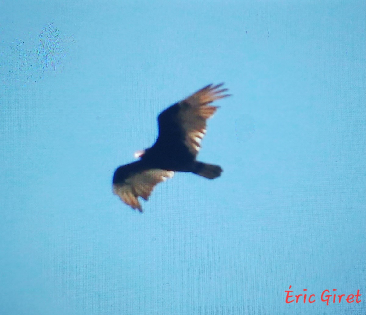 Turkey Vulture - Éric giret