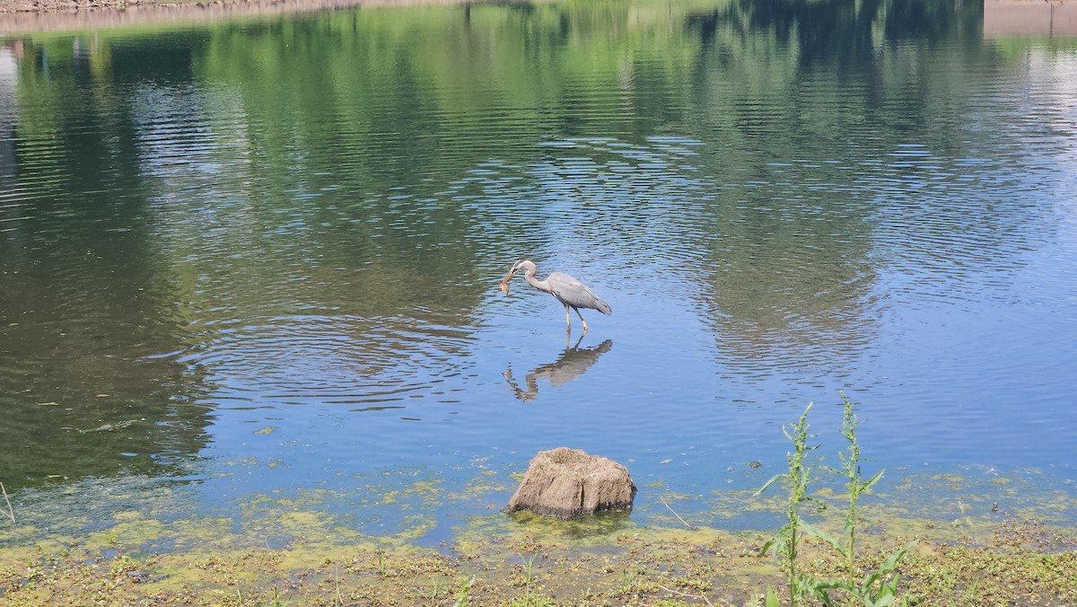 Great Blue Heron - ML619582442