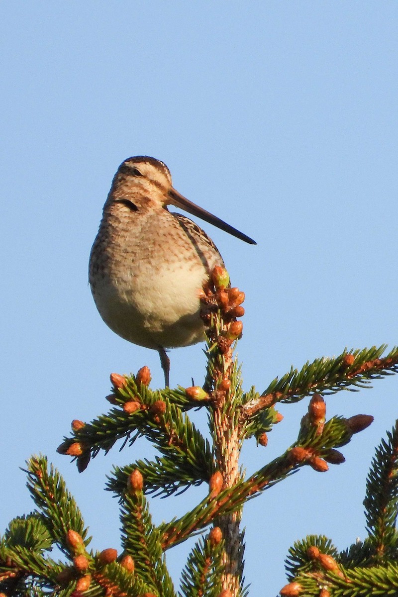 Common Snipe - Vladislav Železný