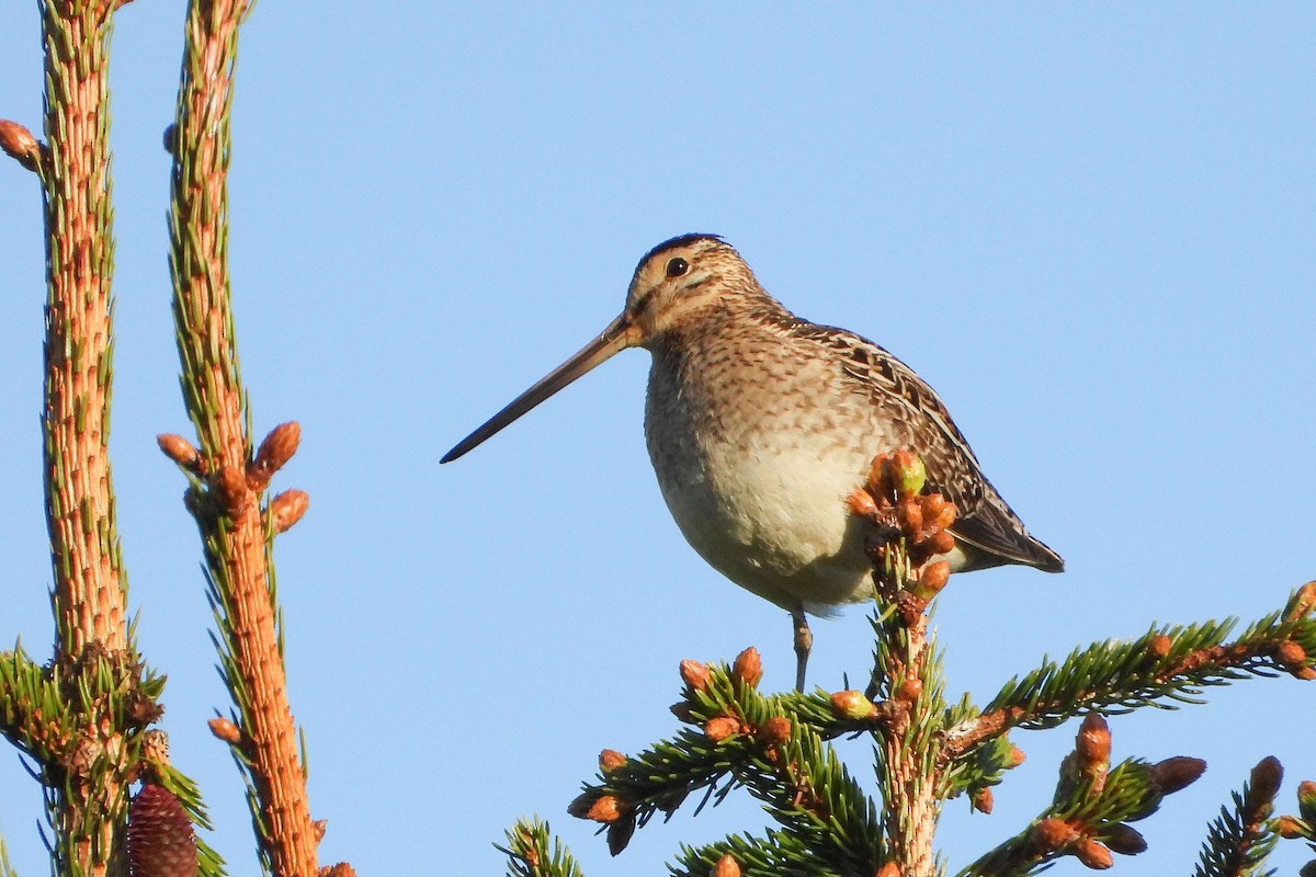 Common Snipe - Vladislav Železný