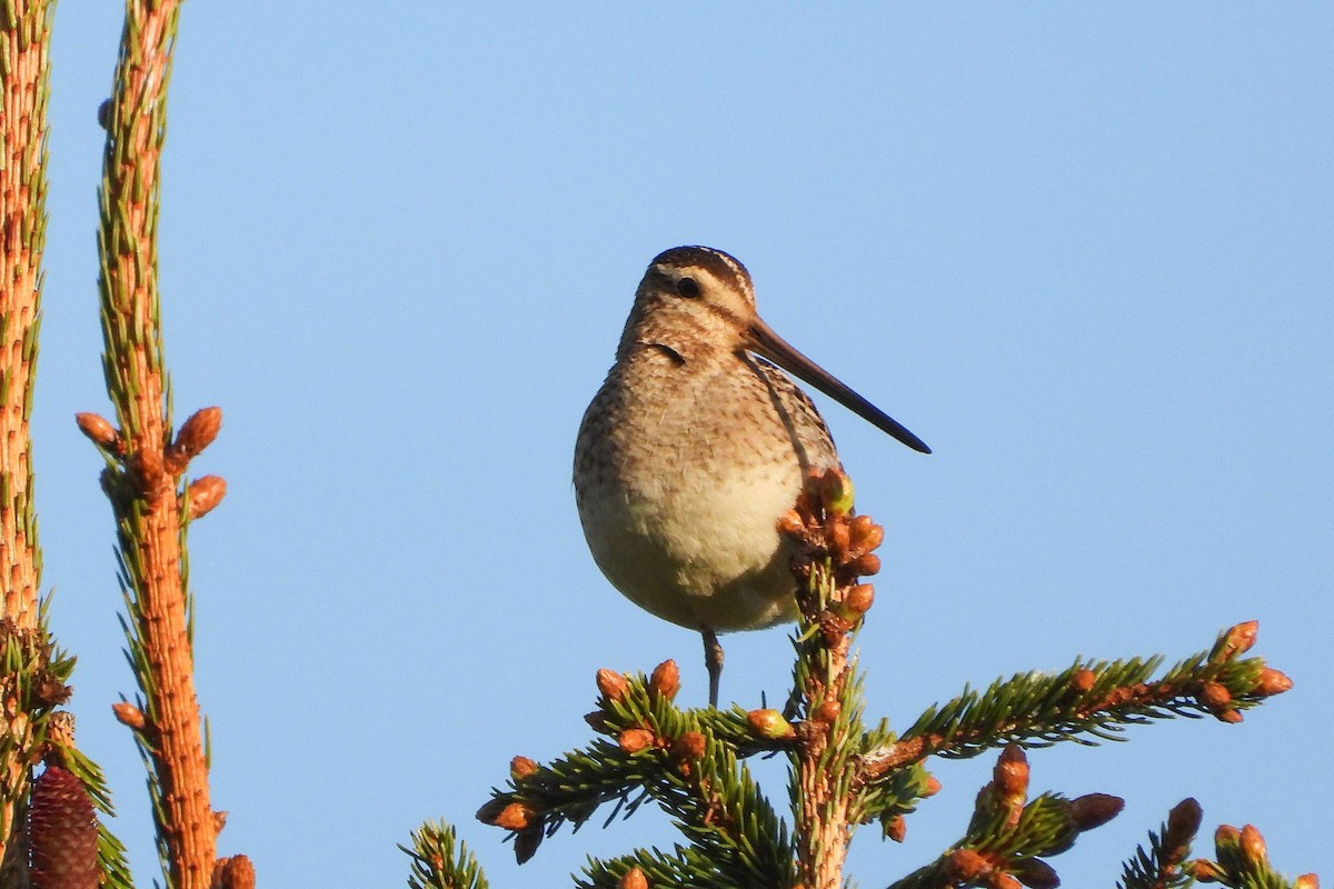 Common Snipe - Vladislav Železný