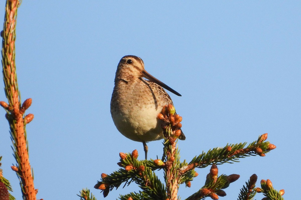 Common Snipe - Vladislav Železný