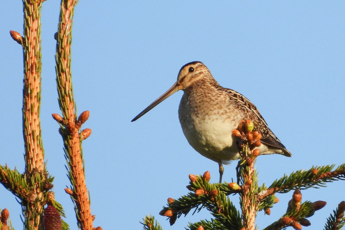 Common Snipe - Vladislav Železný