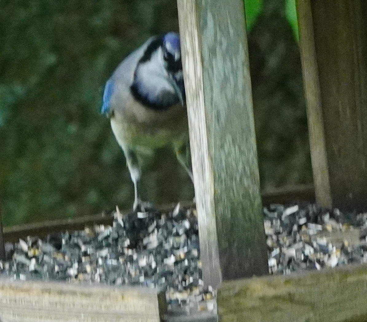 Blue Jay - John McCallister