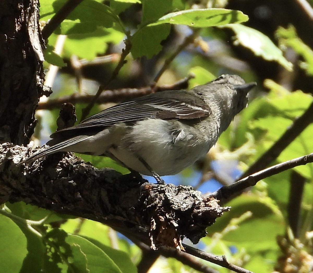 Plumbeous Vireo - Roee Astor