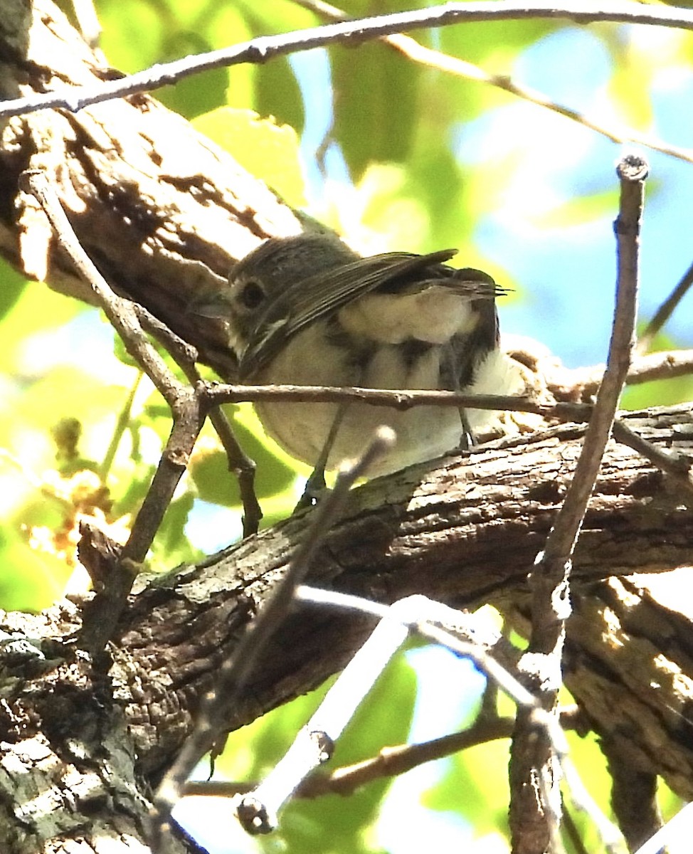 Plumbeous Vireo - Roee Astor