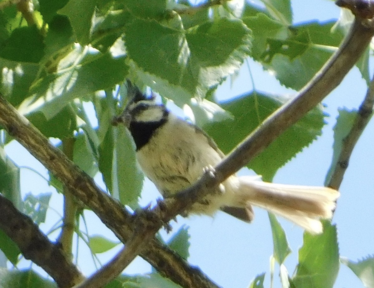 Bridled Titmouse - ML619582459