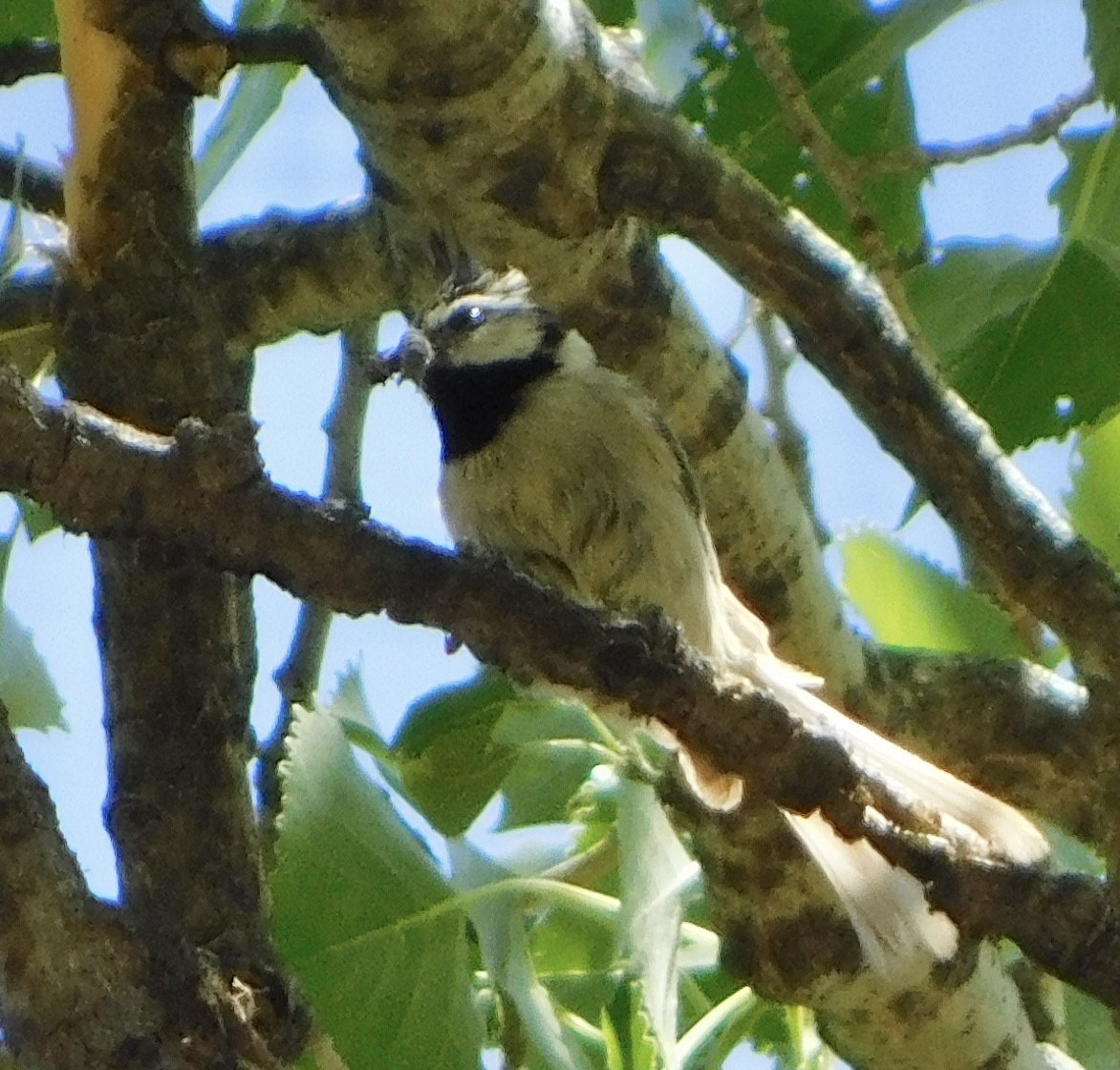 Bridled Titmouse - Eric Hough