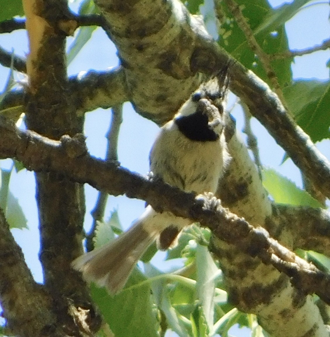 Bridled Titmouse - Eric Hough