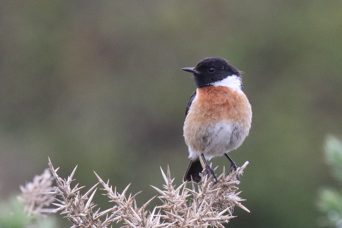 European Stonechat - Tom Ensom