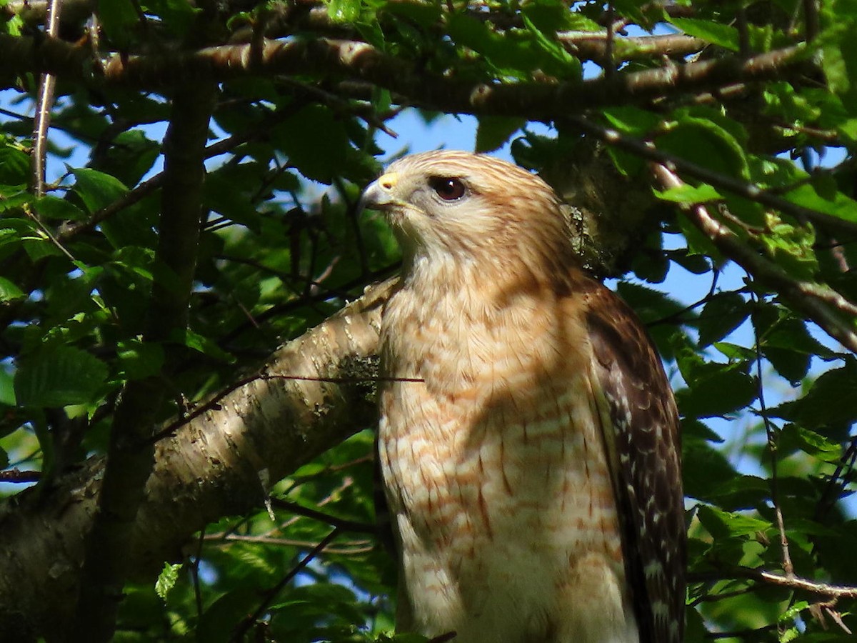 Red-shouldered Hawk - David Cooney Jr