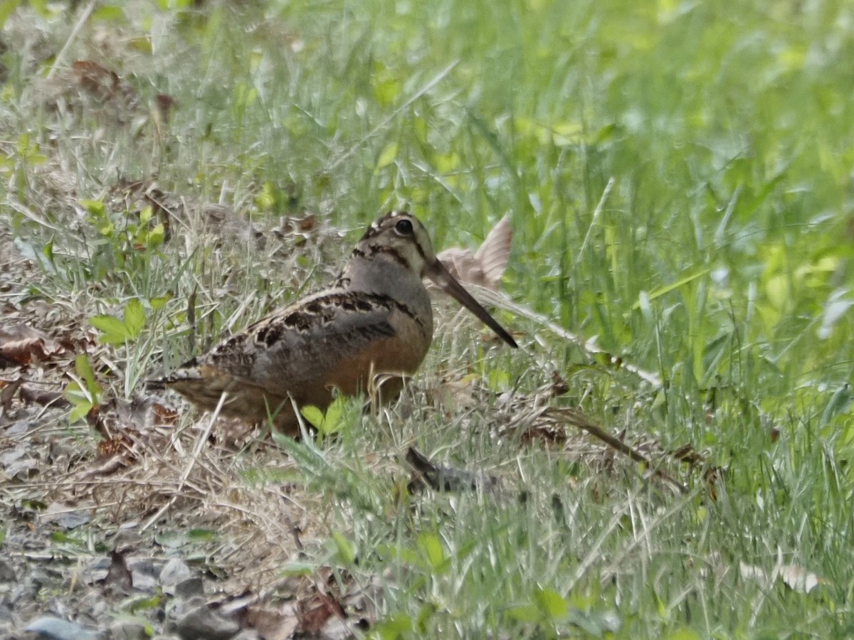 American Woodcock - ML619582469