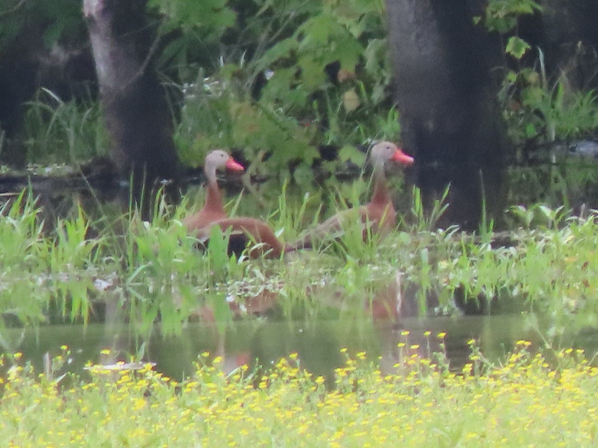 Black-bellied Whistling-Duck - ML619582479