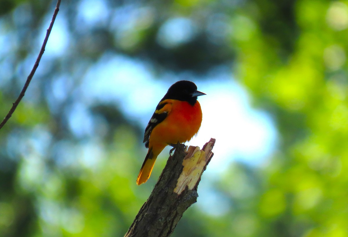 Baltimore Oriole - Pat Sterbling