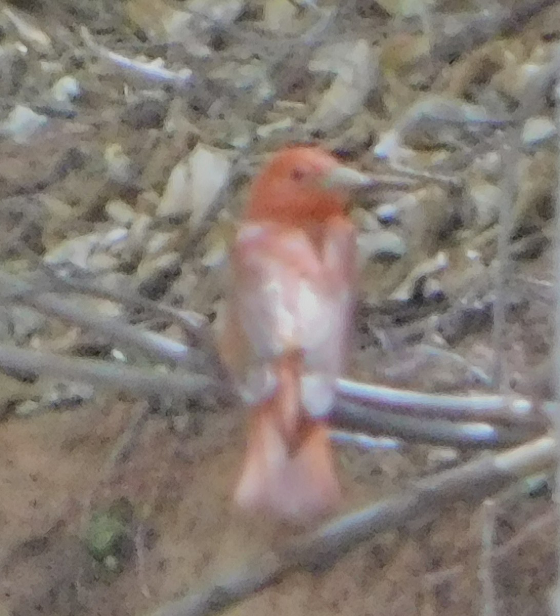 Summer Tanager - Eric Hough