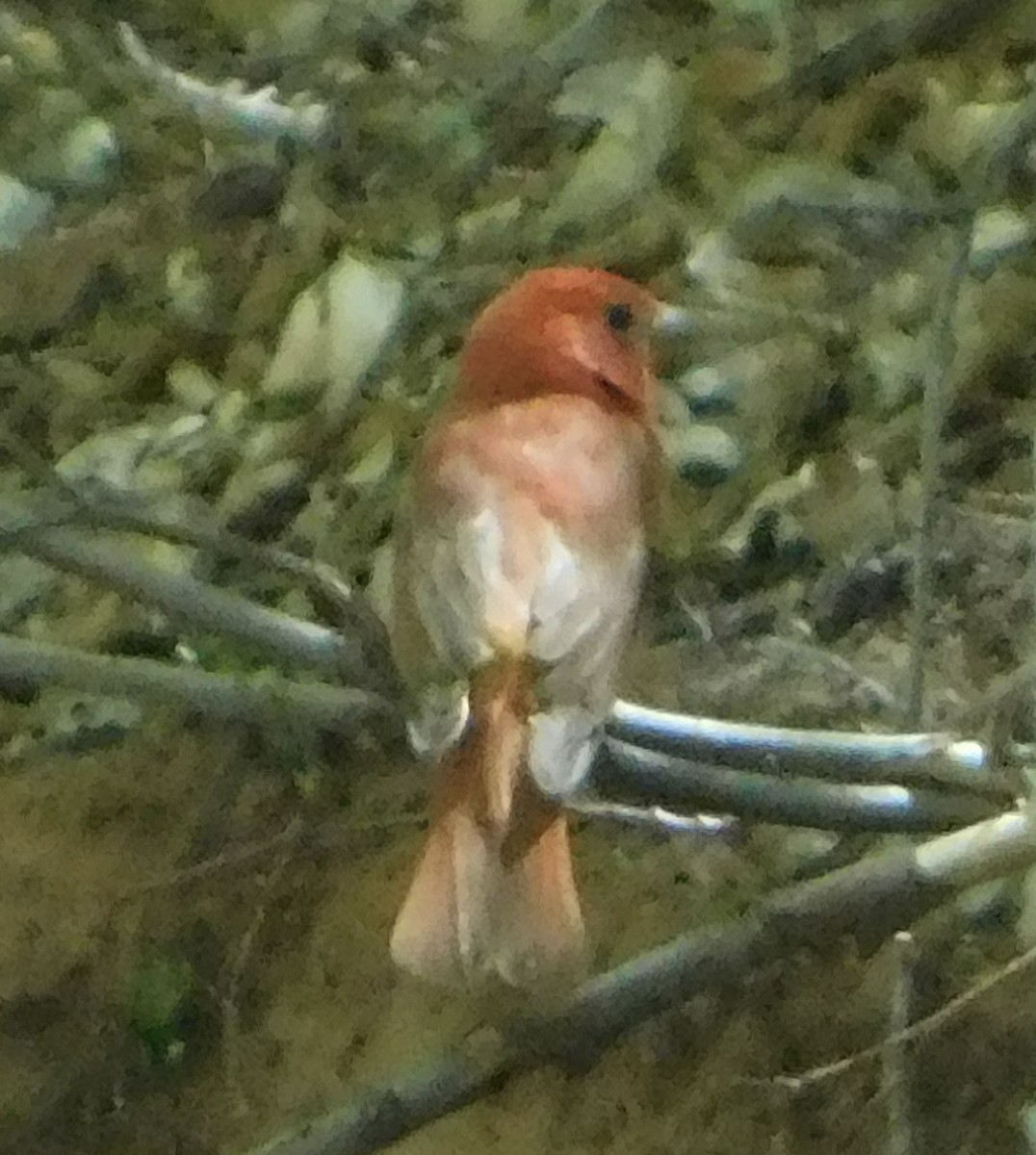 Summer Tanager - Eric Hough