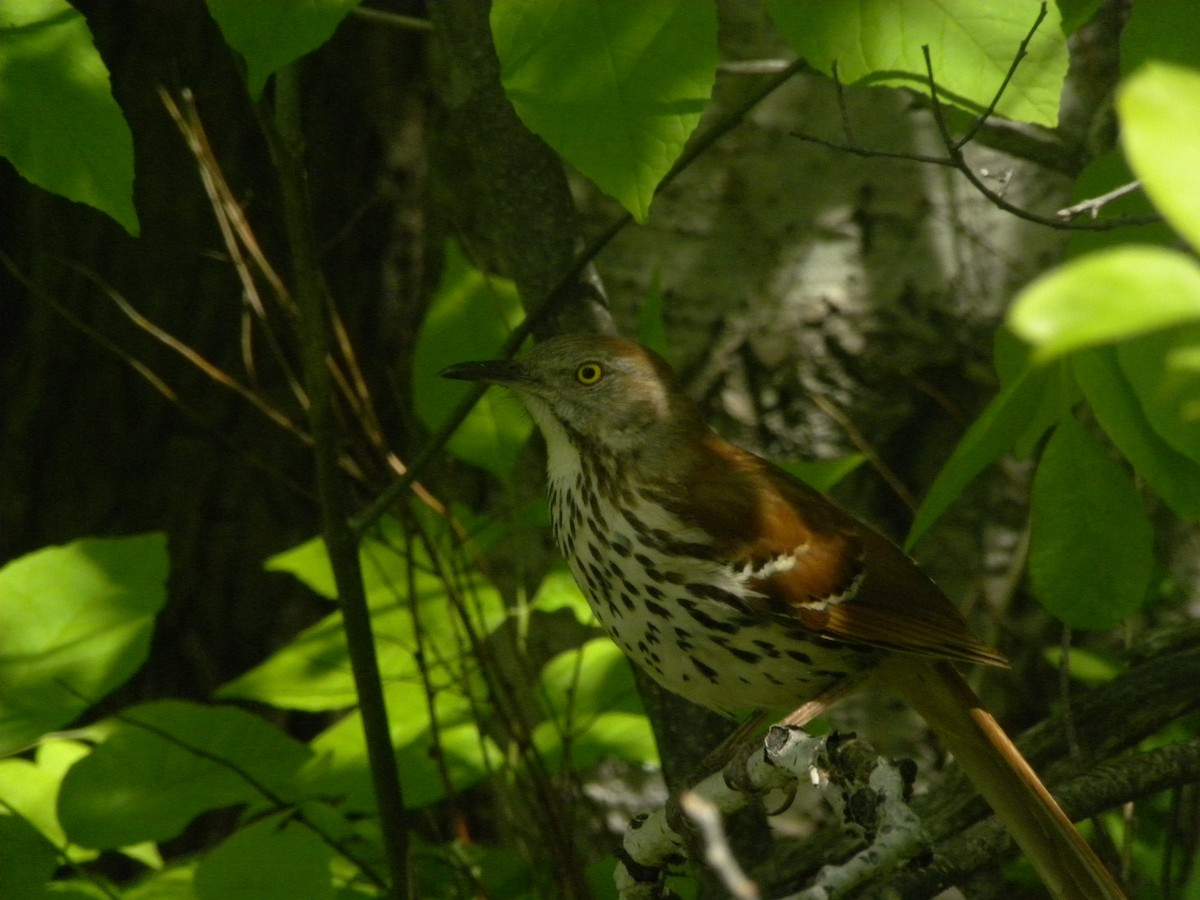 Brown Thrasher - Samuel-Antoine Mathieu