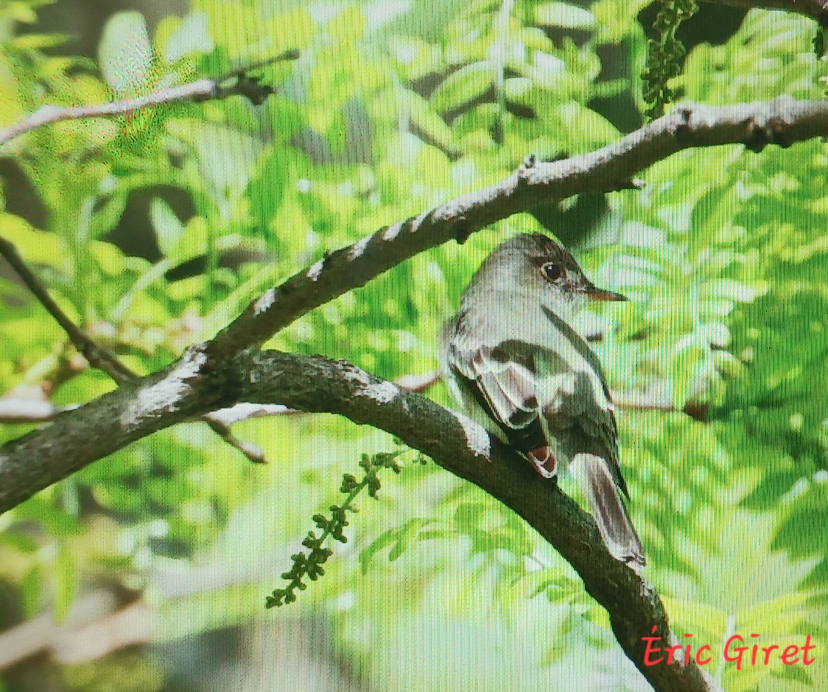 Eastern Wood-Pewee - Éric giret