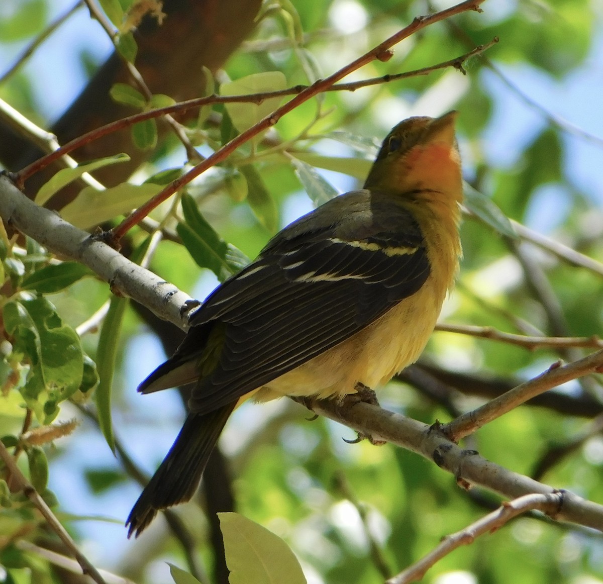 Western Tanager - Eric Hough