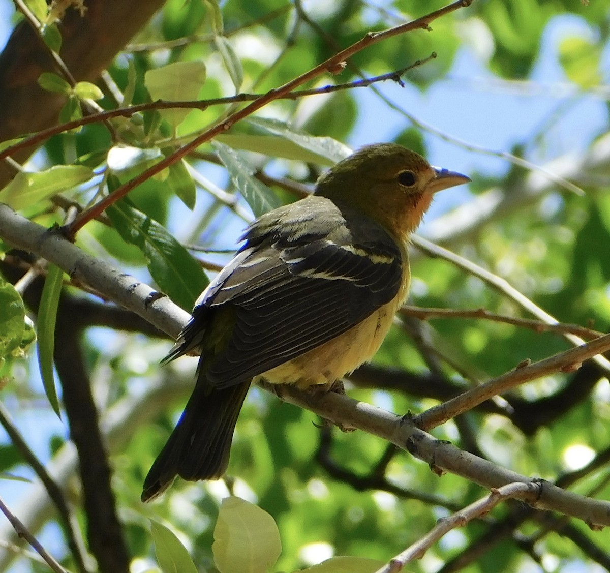 Western Tanager - Eric Hough