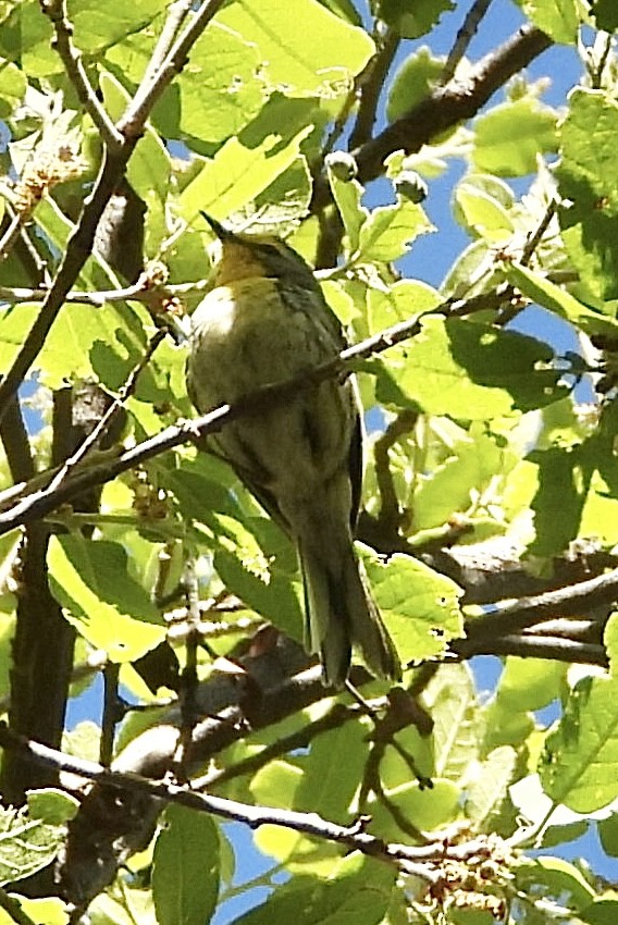 Grace's Warbler - Roee Astor