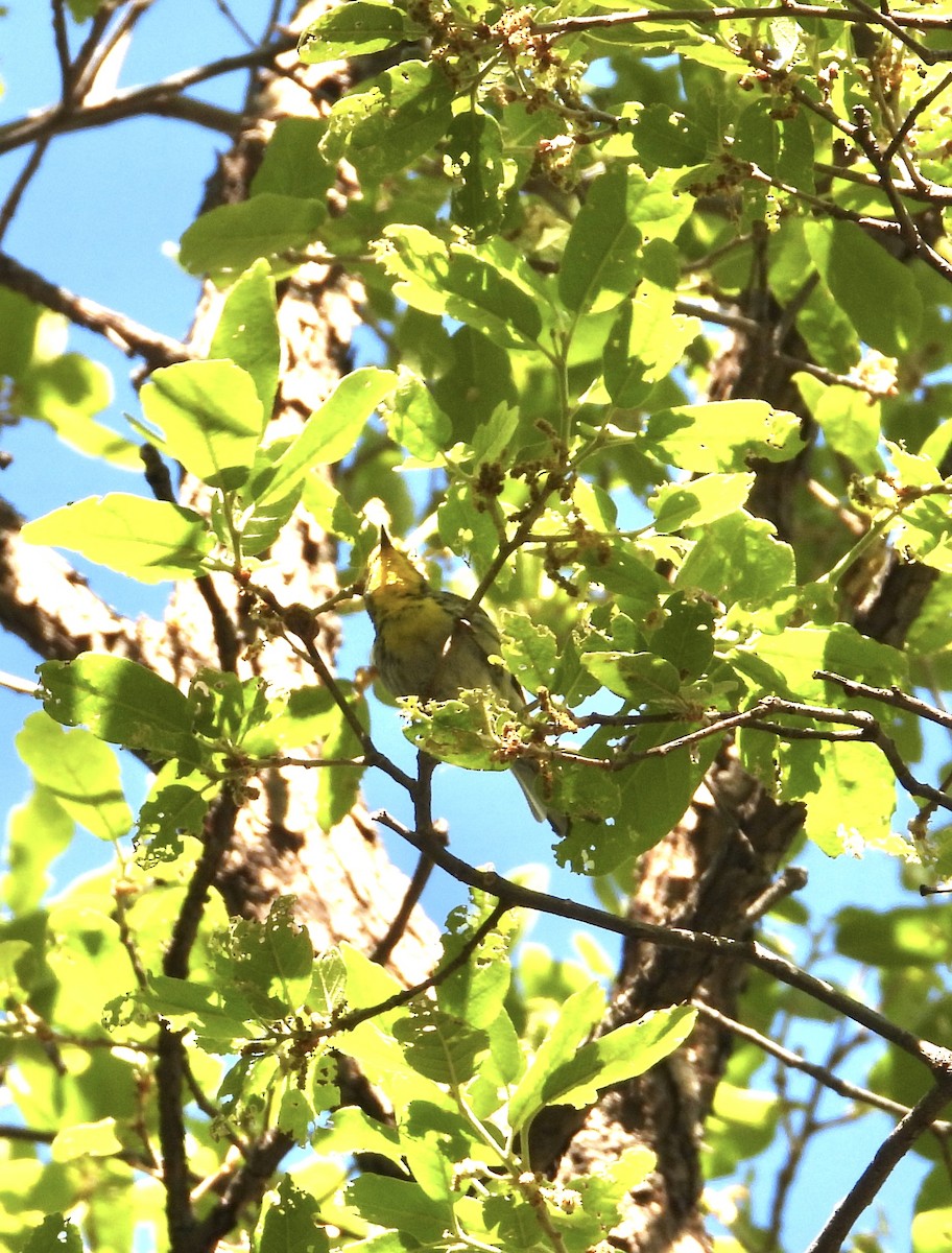 Grace's Warbler - Roee Astor