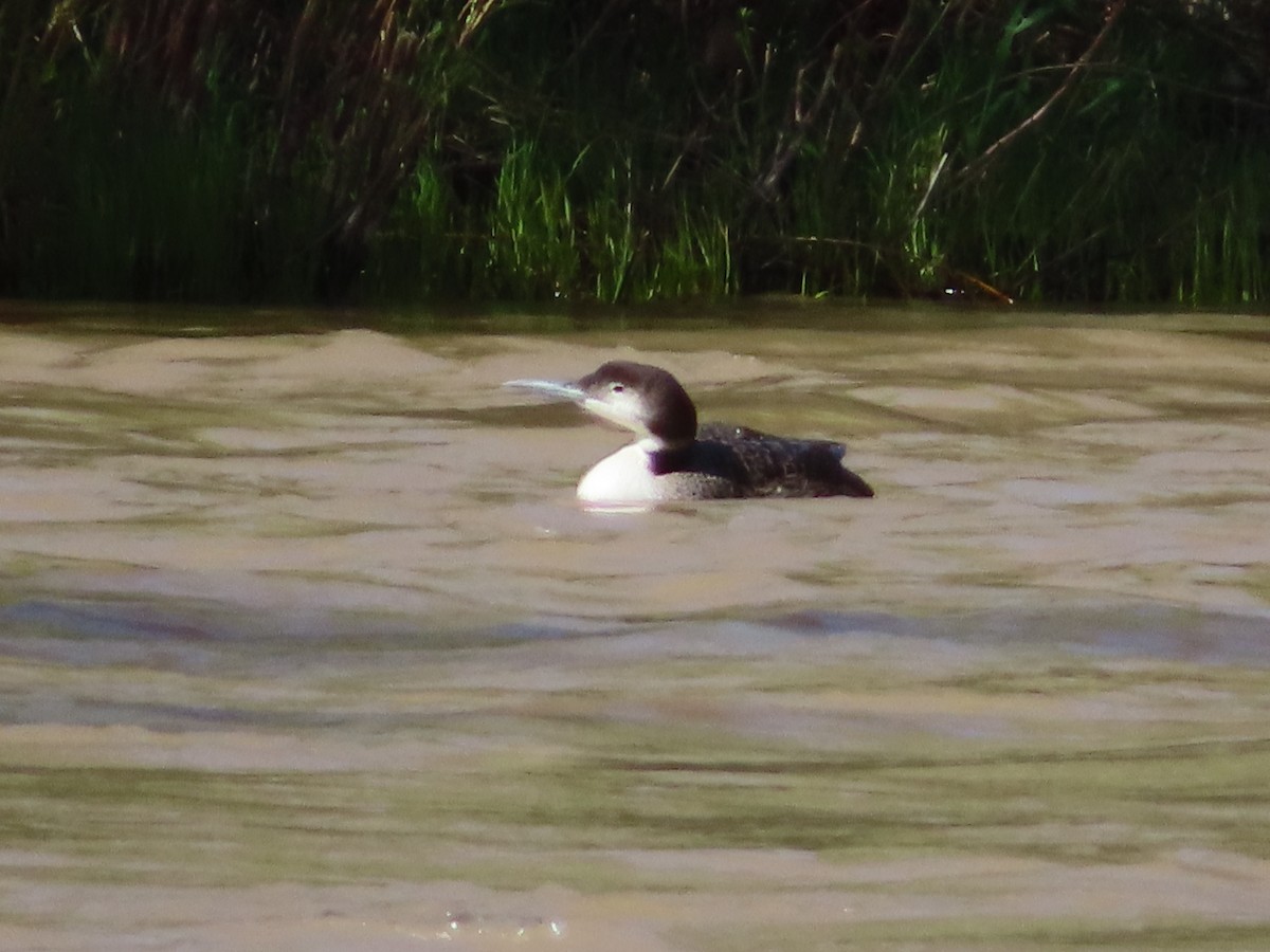 Common Loon - Steven Reneau