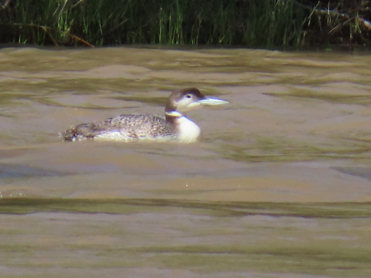 Common Loon - ML619582507