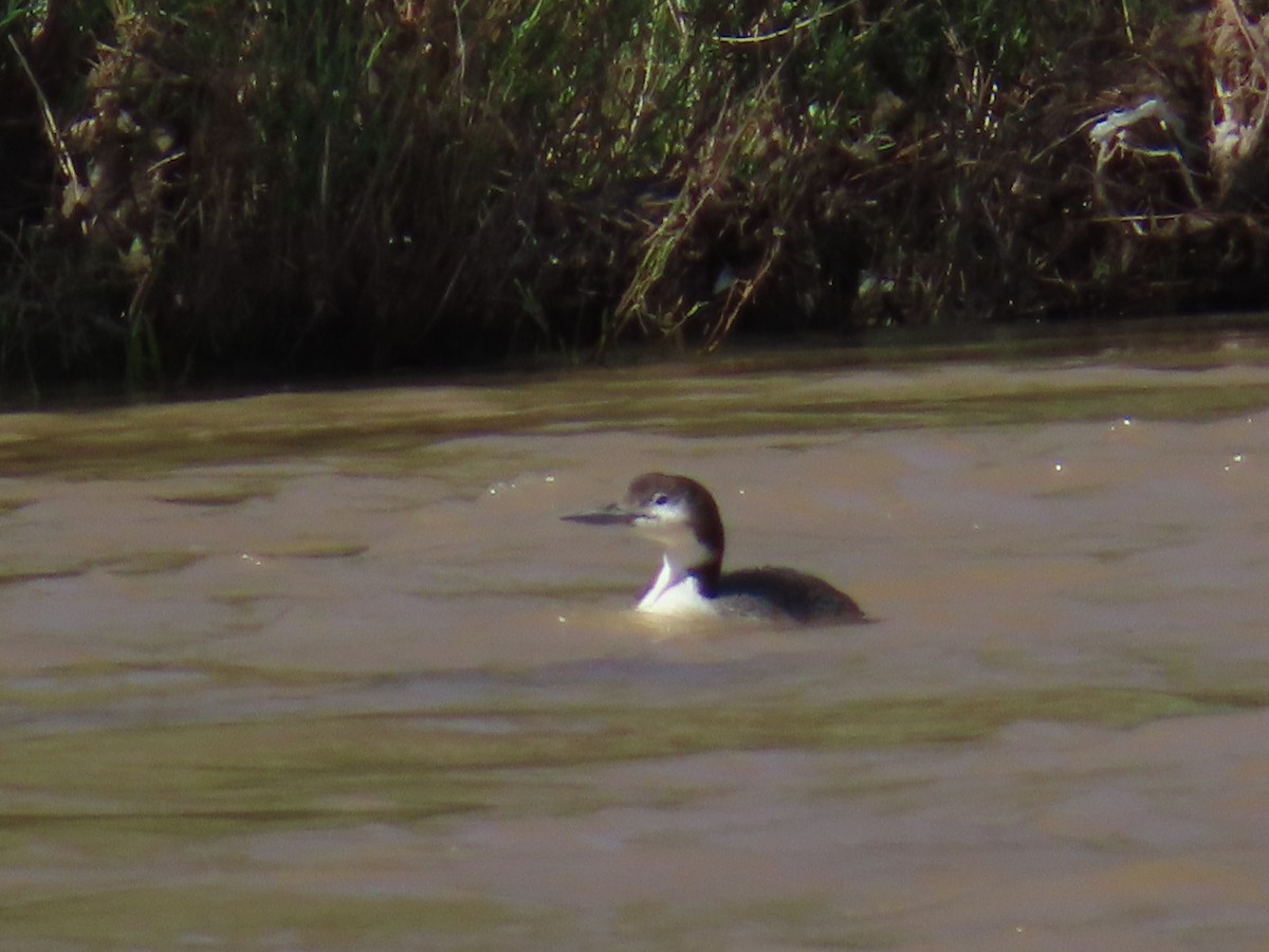 Common Loon - ML619582509