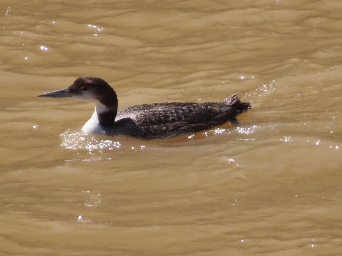 Common Loon - ML619582513