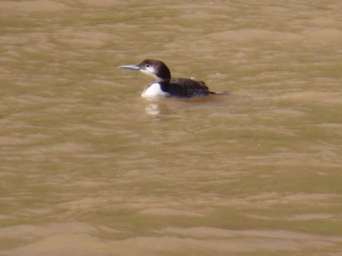 Common Loon - ML619582514