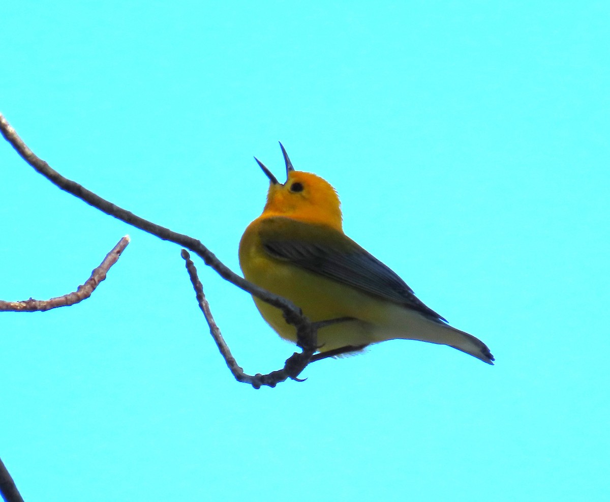 Prothonotary Warbler - Pat Sterbling